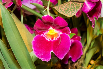 Pansy Orchid (Miltonia cv) in greenhouse