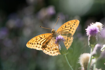 Nymphalidae / Bahadır / / Argynnis pandora