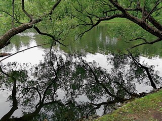 reflection of trees in water
