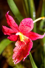 Pansy Orchid (Miltonia cv) in greenhouse