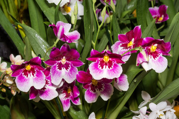 Pansy Orchid (Miltonia cv) in greenhouse
