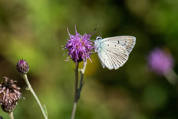 Lycaenidae / Çokgözlü Dafnis / / Polyommatus daphnis
