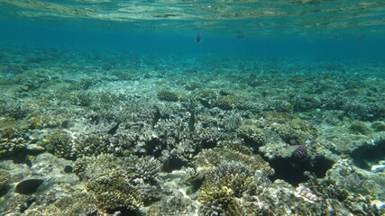 Naklejka na ściany i meble Red Sea diving