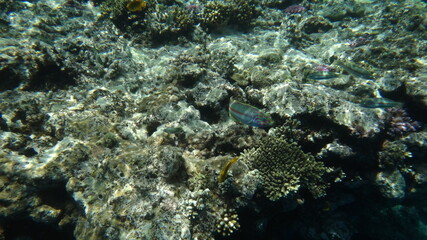 Fototapeta na wymiar Red Sea diving