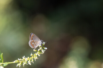 Lycaenidae / Çokgözlü Esmer / / Polyommatus agestis