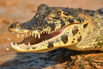 alligator in the everglades