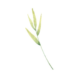  designer elements set collection of green forest fern frond maidenhair greenery art foliage natural leaves herb in watercolor style collection. Decorative beauty elegant illustration for design