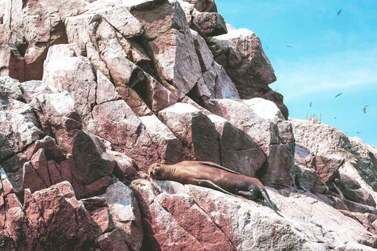 Seal spotted at Paracas, Peru