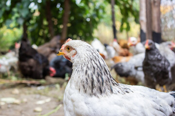 white pockmarked chicken looking at another hens in the paddock