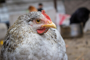 pockmarked chicken looking at the camera on blurry background close up