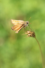 butterfly on a leaf
