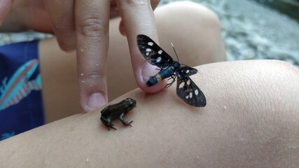 close up of a butterfly