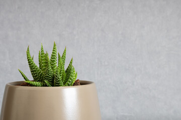 Succulent plant Tulista pumila (Pearl Plant) aka haworthia pumila. Close-up of miniature aloe growing in ceramic vase placed off-center, isolated on clean background. Empty space for text