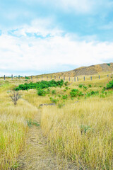 View of the path among the grass and bushes on the hill