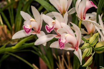 Obraz premium Boat Orchid (Cymbidium cv) in greenhouse