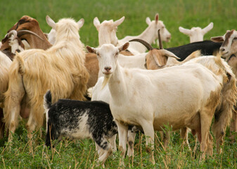 Rural scenic. Flock of goats and lambs in the grassland.
