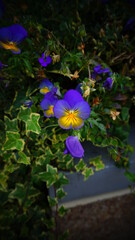 purple flower in the garden
