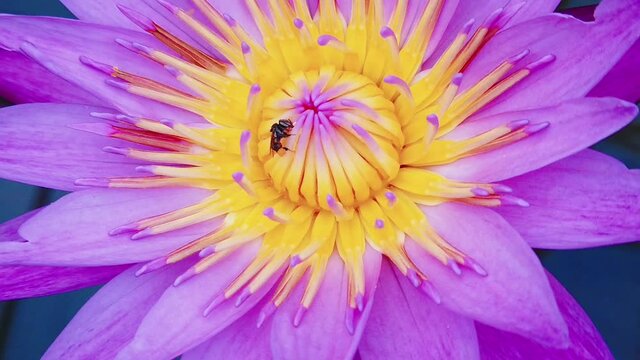 Purple lotus flower. Close up. Slow motion shot.