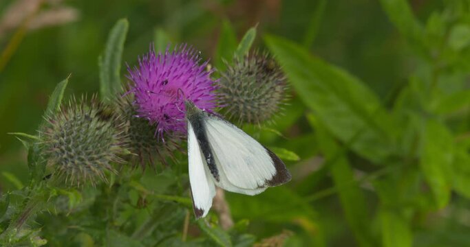 Large White butterfly Pieris brassicae feeding on purple thistle teasel flower