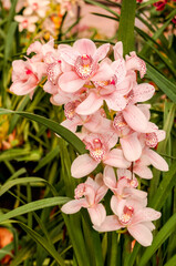 Boat Orchid (Cymbidium cv) in greenhouse