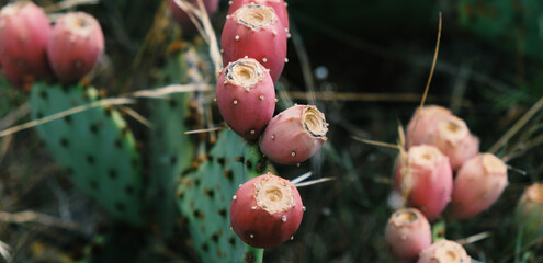Prickly pear cactus fruit close up.