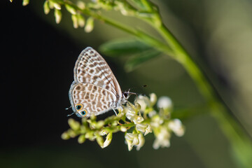 Lycaenidae / Mavizebra / / Leptotes pirithous