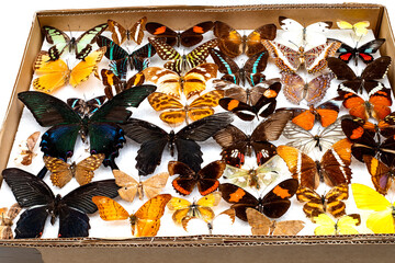 Schmetterlinge mit Nadeln fixiert in einem Schaukasten aus Karton.