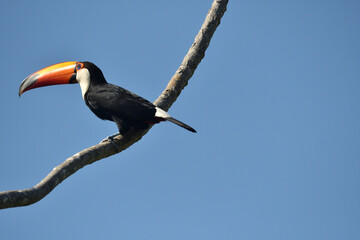 Fototapeta premium toucan on a tree