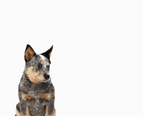 Blue Heeler Puppy 2