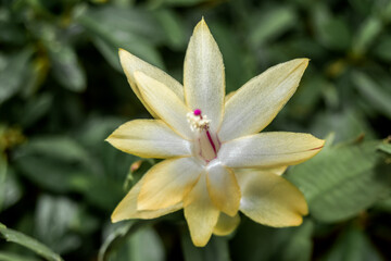 False Christmas Cactus (Schlumbergera truncata) in greenhouse