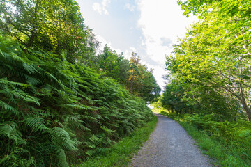 Fototapeta na wymiar View of a path in a forest with trees and ferns, a sunny summer afternoon, in Elorriaga, Basque Country, horizontal