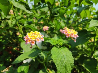 yellow flowers in the garden