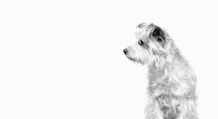 Dog Portrait Profile