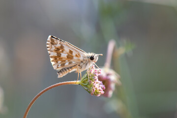 butterfly on leaf