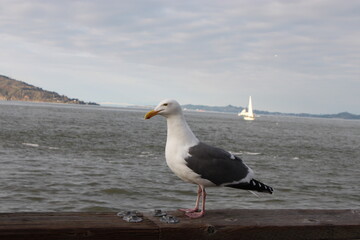 Seagull