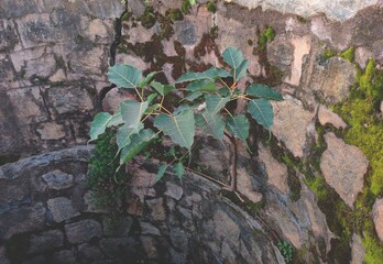 Peepal growing on old stone wall