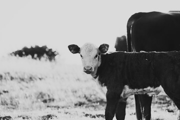 Hereford calf looking from field in rustic black and white cow farm.