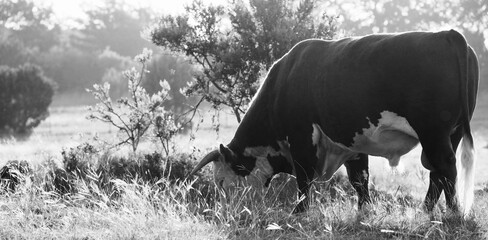 Hereford bull cow in the field grazing