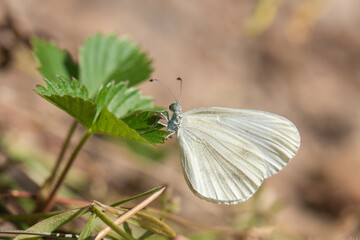 Pieridae / Narin Orman Beyazı / / Leptidea sinapis