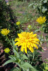 Cutleaf (Rudbeckia laciniata) in garden, Central Russia