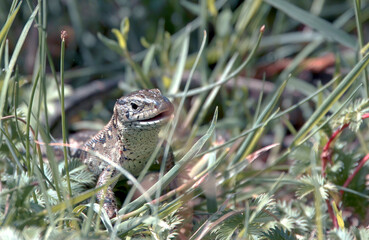 detail of a lizard in the wild
