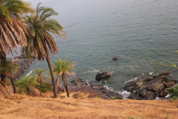 Fototapeta premium palm trees on the beach