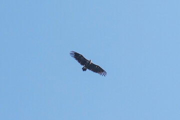 black vulture