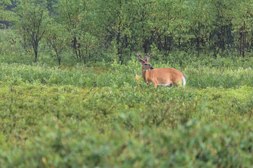 Naklejka na ściany i meble Whitetail grazing on leaves in the brush in the early morning light. 