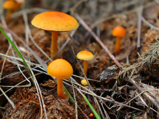 A few yellow mushrooms in the grass. Toadstools that grow in the forest.