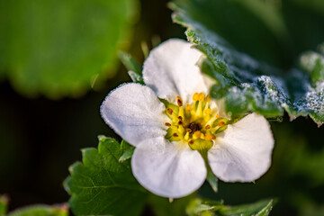 Early Spring Strawberry Flower with Frost