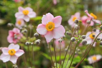 Star-shaped Anemone Japonica