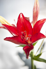 Fototapeta premium Closeup of a beautiful red lily flower on a white background
