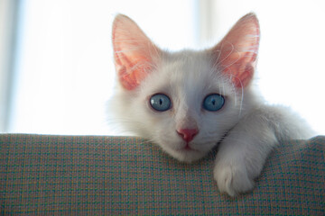 Close up of a white kitten with blue eyes.