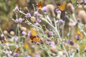 Nymphalidae / İspanyol Kraliçesi / / Issoria lathonia